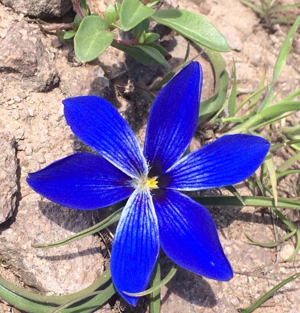 tecophilaea cyanocroccus
